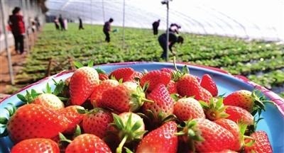草莓采摘、貯藏的主要方式及注意事項(xiàng)