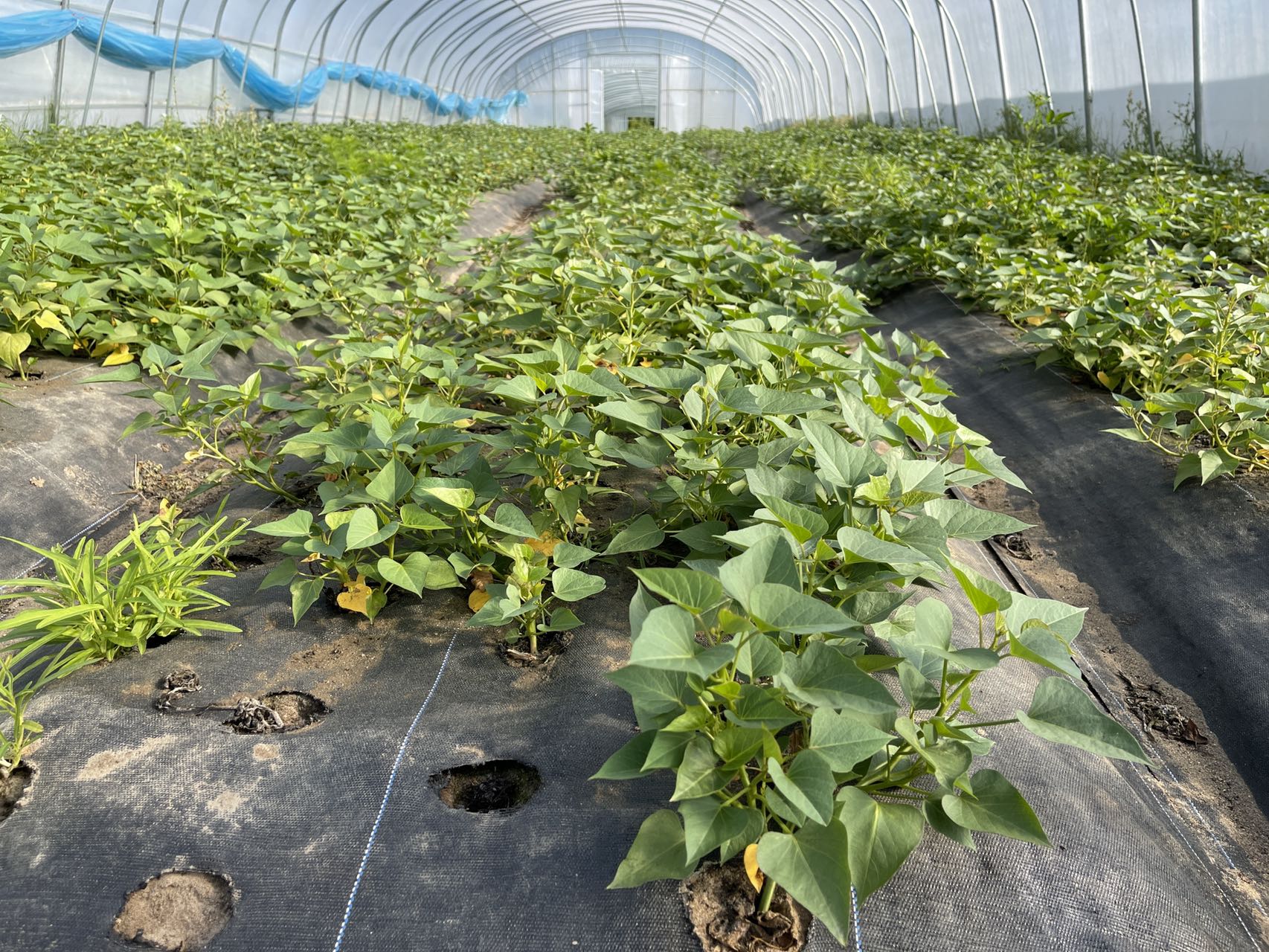 蔬菜有必要使用真空預(yù)冷機(jī)嗎？